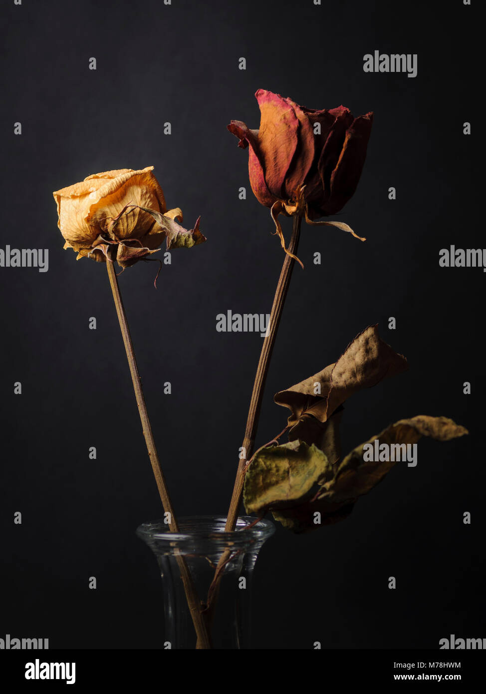 Asciugare le rose su sfondo nero Foto Stock