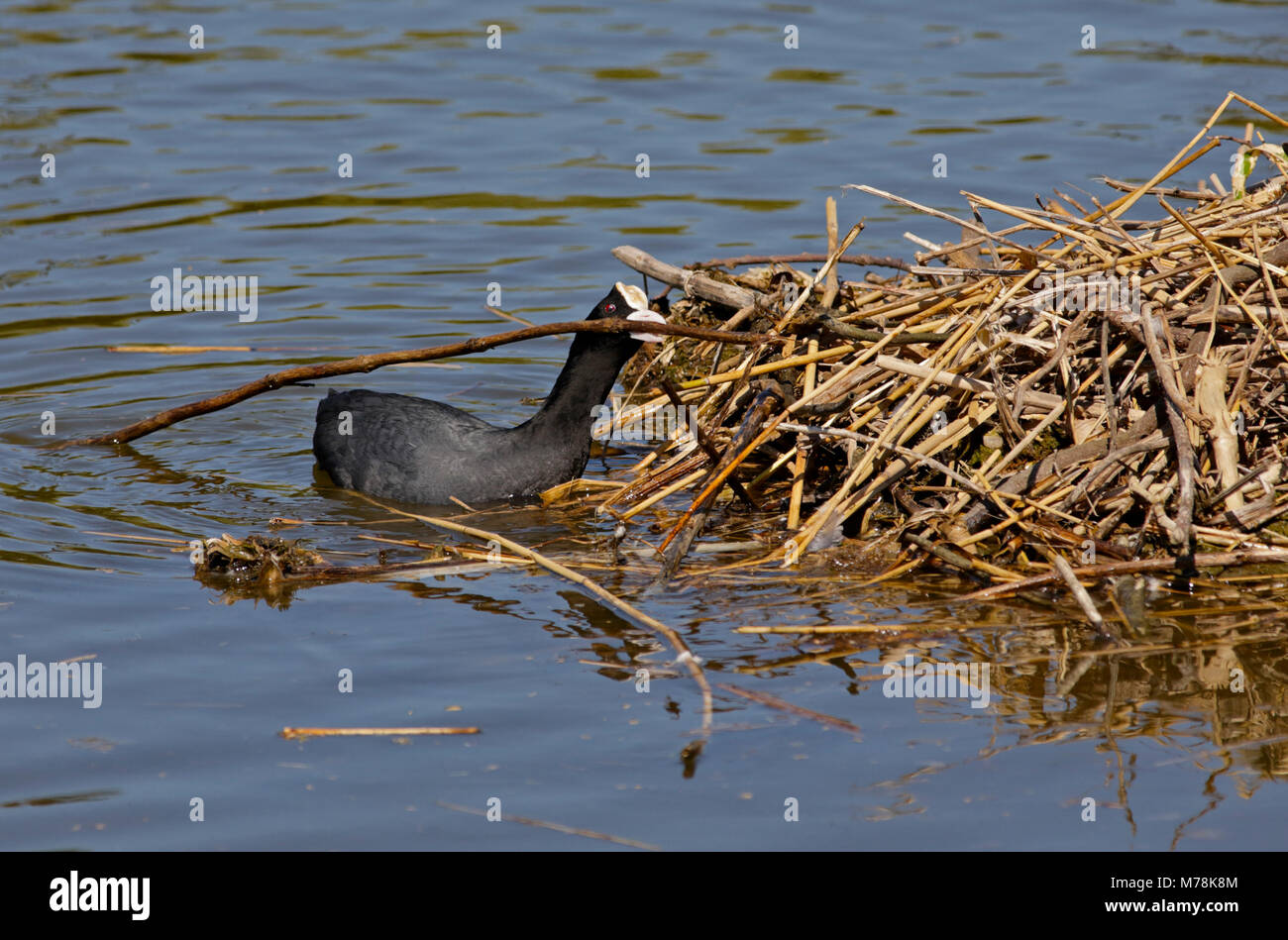 Eurasian folaga (fulica atra) edificio nido, REGNO UNITO Foto Stock