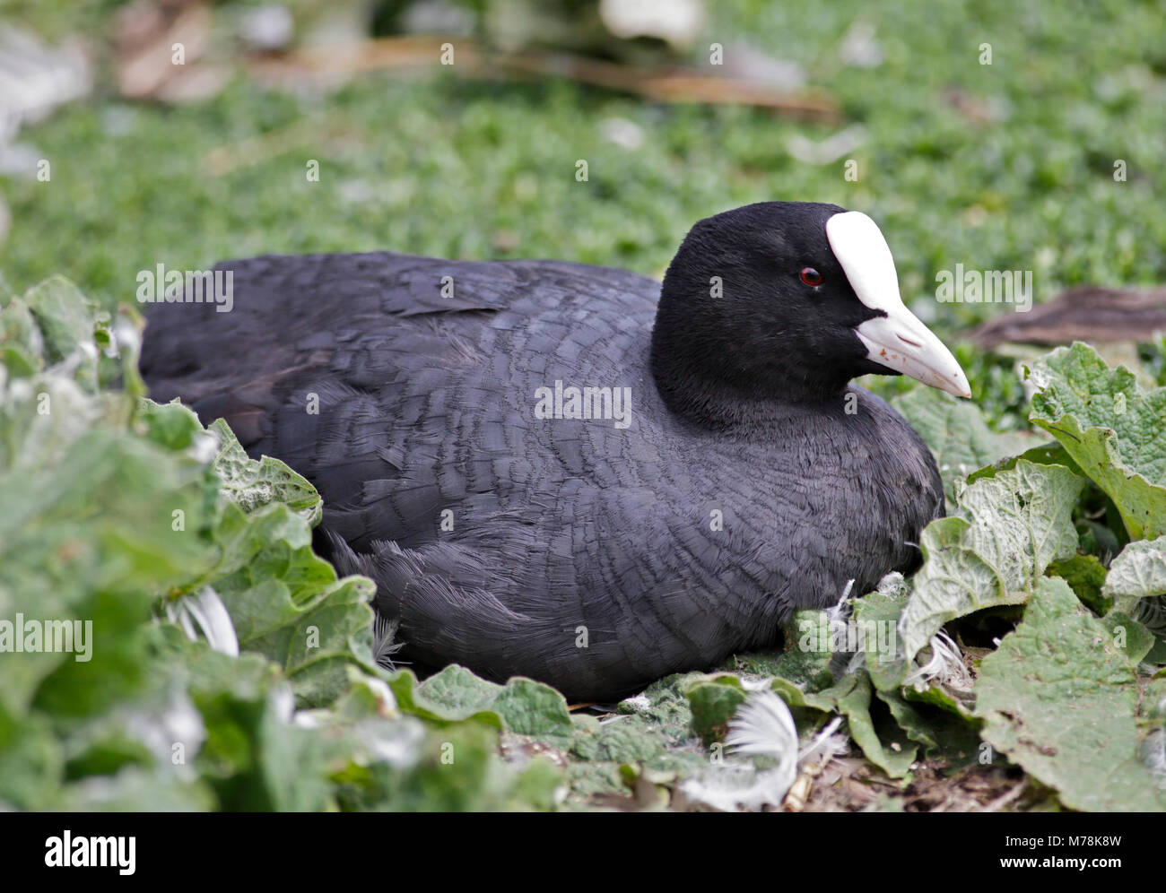 Eurasian folaga (fulica atra) Foto Stock