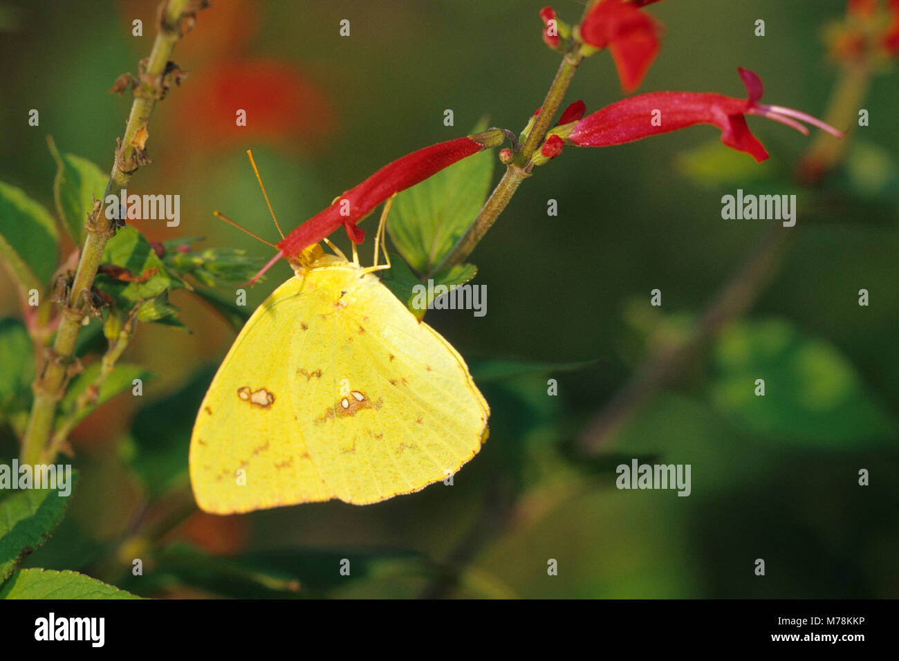 03091-00419 zolfo senza nuvole butterfly (Phoebis sennae) femmina su ananas salvia (Salvia elegans) Marion Co. IL Foto Stock