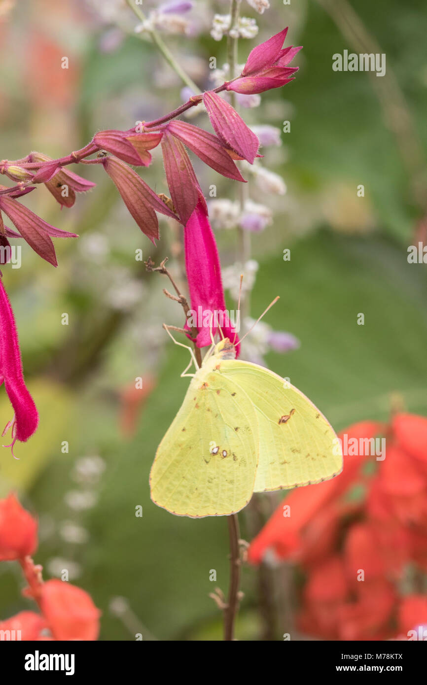 03091-00904 zolfo senza nuvole (Phoebis sennae) alla salvia " Amore & Auguri' Marion Co., IL Foto Stock