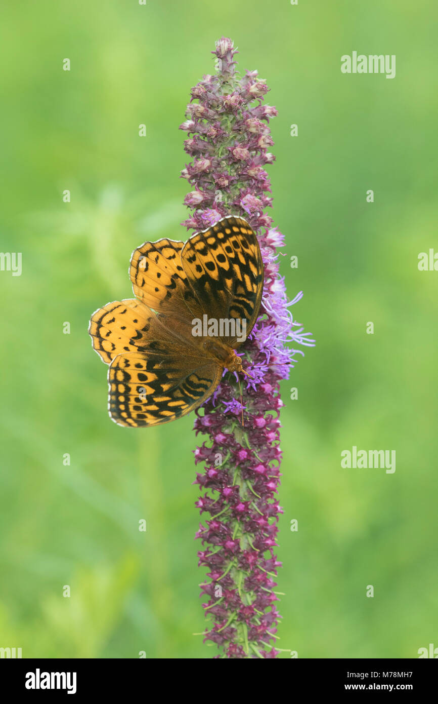 03322-01810 Grande Lamas Fritillary (Speyeria cybele) su Prairie Blazing Star (Liatris pycnostachya) Stephen A. Stato Forbes Park Marion Co. IL Foto Stock