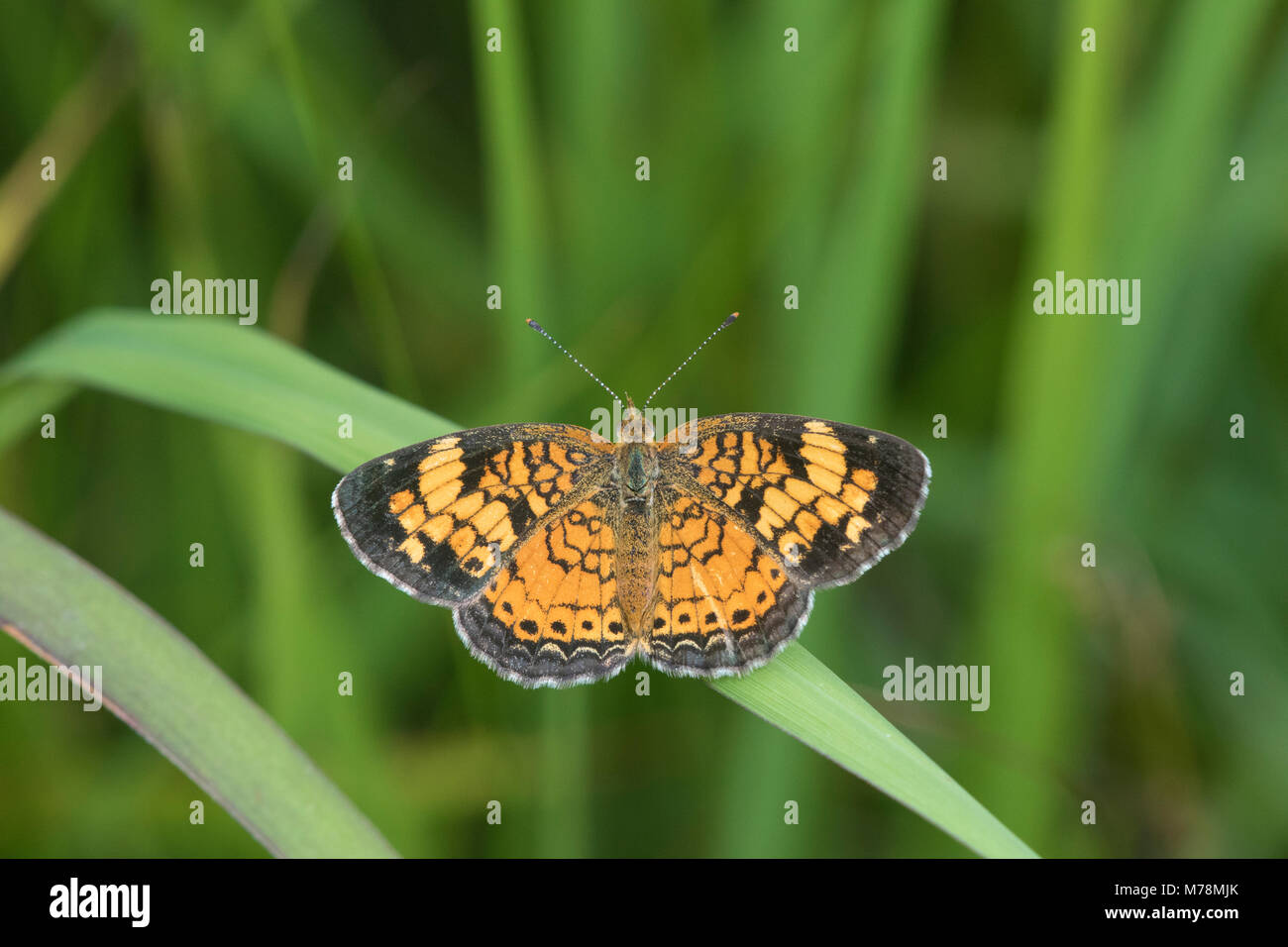 03380-00706 Pearl Crescent (Phyciodes tharos) Marion Co. IL Foto Stock
