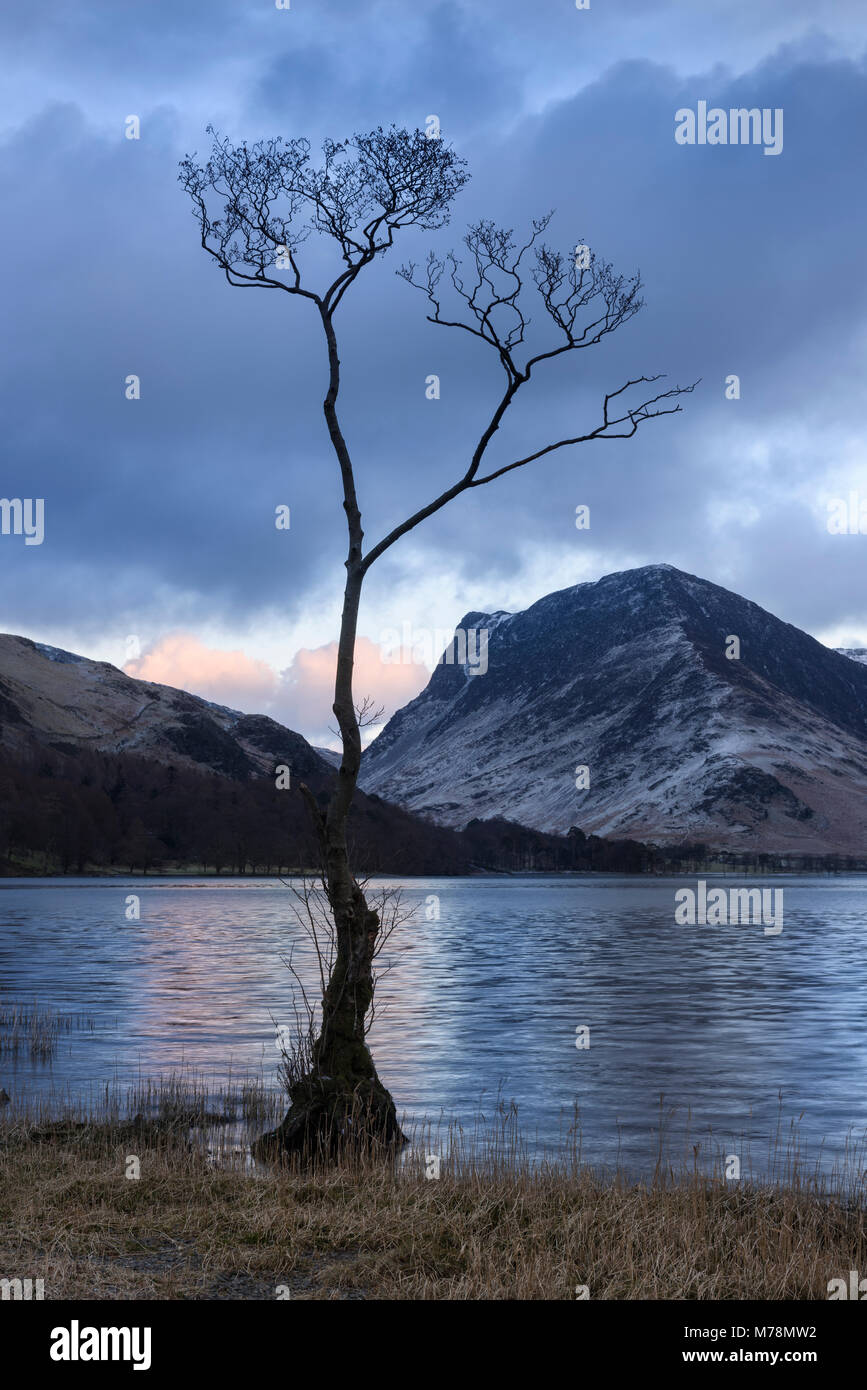 Lone Tree by Buttermere lake nel Lake District inglese in inverno, fells in vista includono Fleetwith Pike Foto Stock