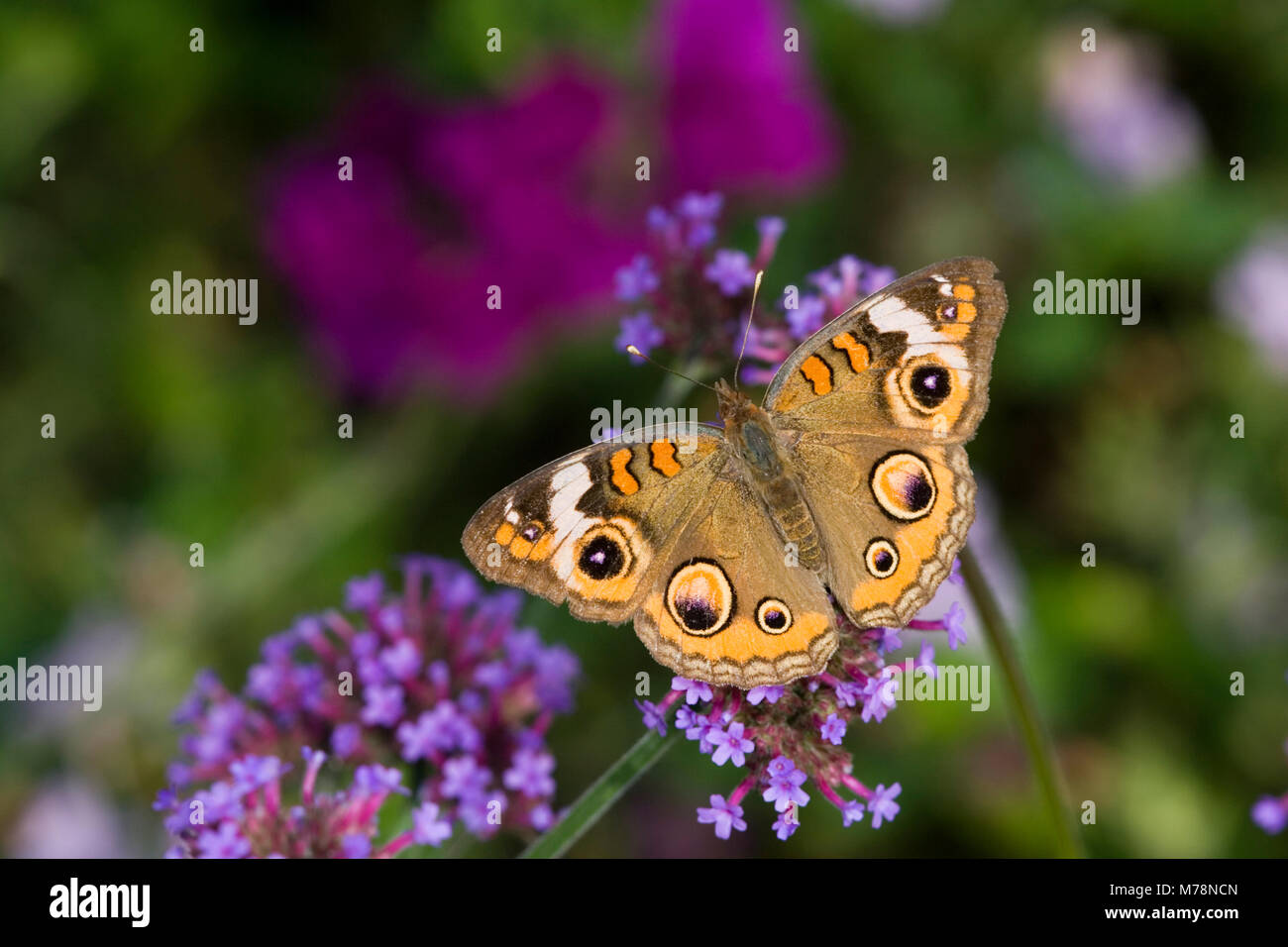 03411-010.10 Buckeye comune (Junonia coenia) sul brasiliano (Verbena Verbena bonariensis) Marion Co. IL Foto Stock