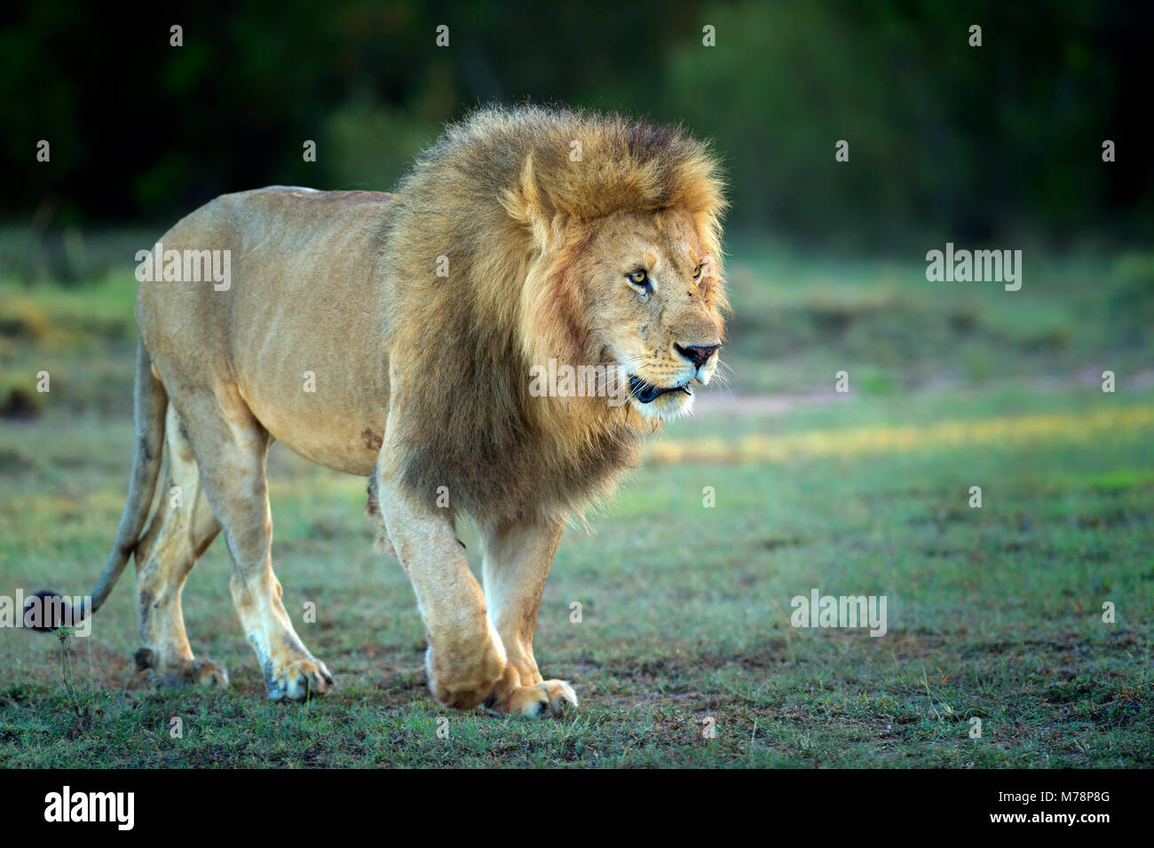 Maschio di leone, Masai Mara, Kenya, Africa orientale, Africa Foto Stock