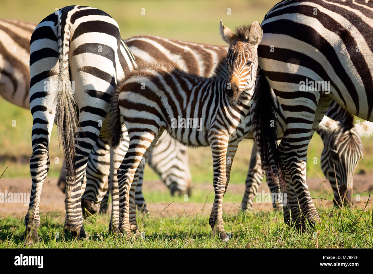 Baby zebra, il Masai Mara, Kenya, Africa orientale, Africa Foto Stock