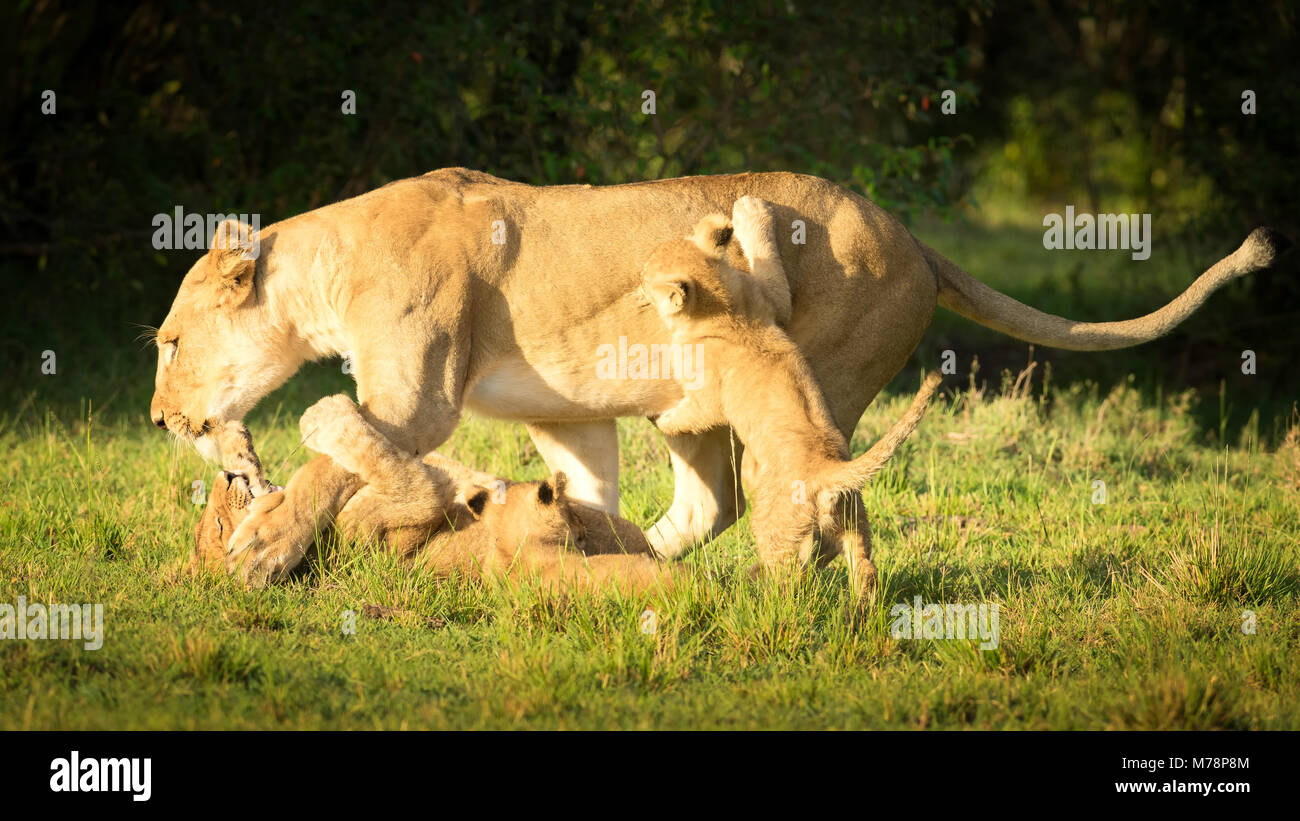 Giovani lion cubs giocare con leonessa, il Masai Mara, Kenya, Africa orientale, Africa Foto Stock