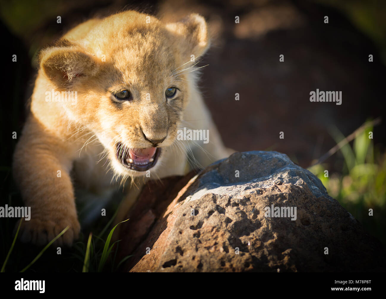 Lion cub, il Masai Mara, Kenya, Africa orientale, Africa Foto Stock