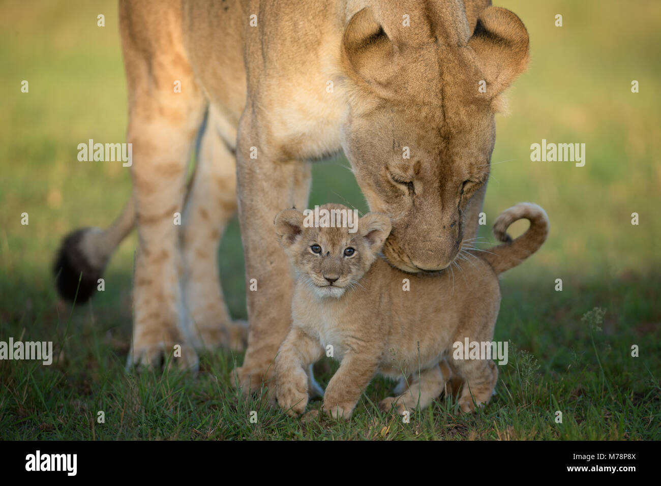 Leonessa con cucciolo, il Masai Mara, Kenya, Africa orientale, Africa Foto Stock