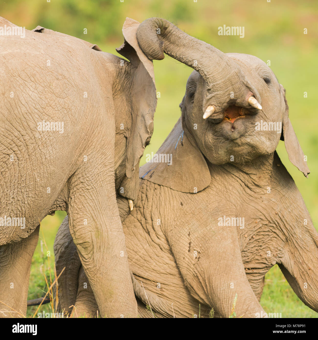 Elephant vitelli giocando nel Masai Mara, Kenya, Africa orientale, Africa Foto Stock