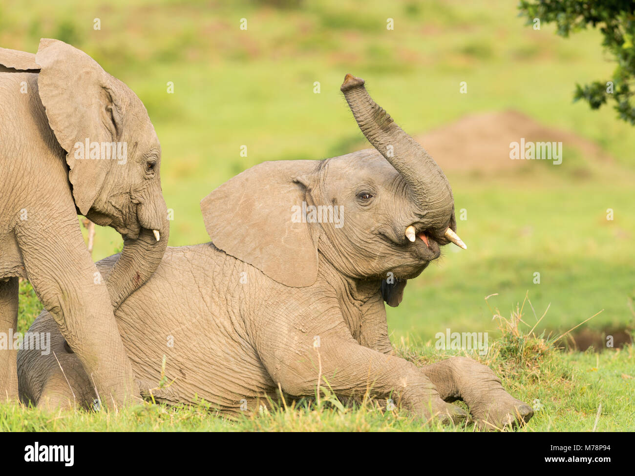 Elephant vitelli giocando nel Masai Mara, Kenya, Africa orientale, Africa Foto Stock