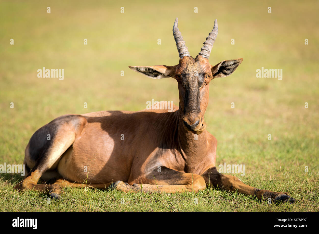 Topi, il Masai Mara, Kenya, Africa orientale, Africa Foto Stock