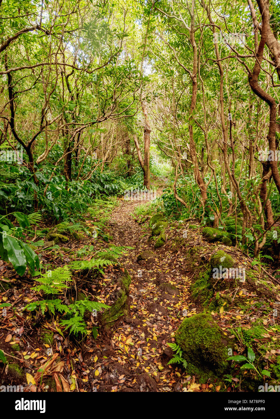 Foresta sulle pendici del Pico Alto, Santa Maria Island, Azzorre, Portogallo, Atlantico, Europa Foto Stock
