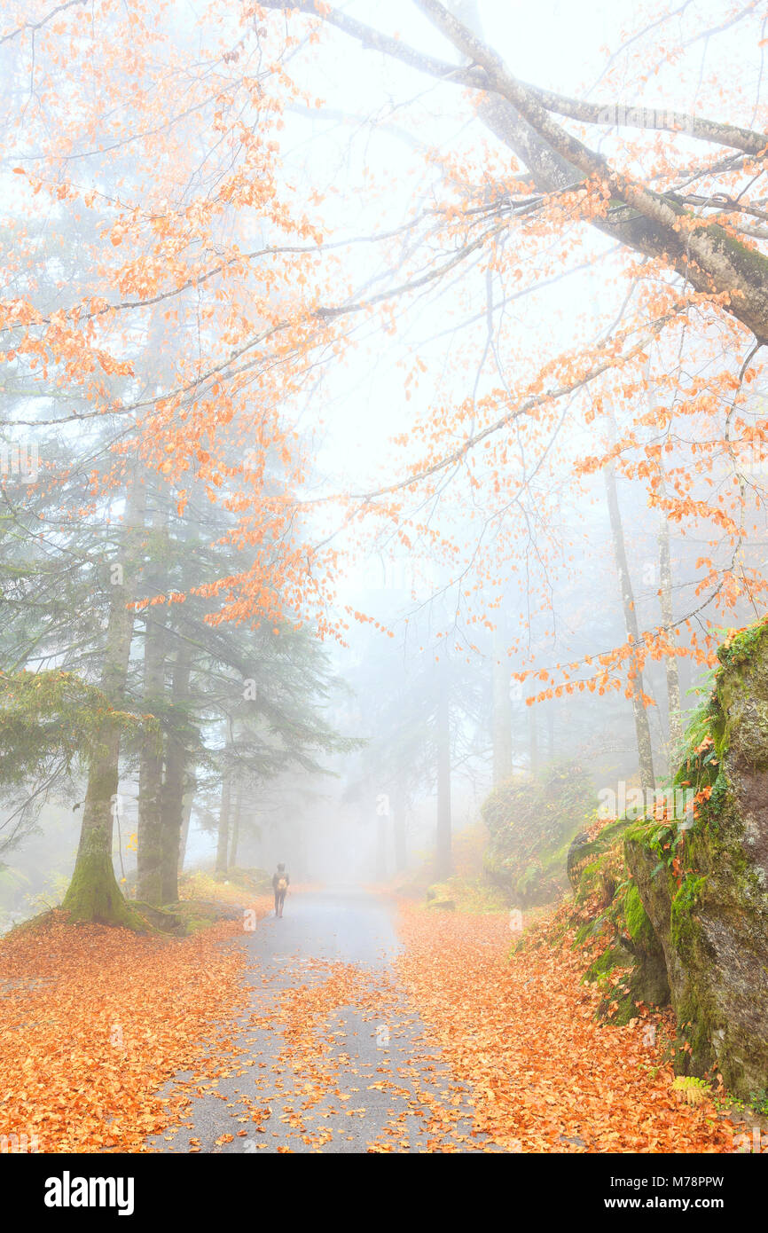 Una persona a piedi nella foresta dei Bagni di Masino, Valmasino, Valtellina, Lombardia, Italia, Europa Foto Stock