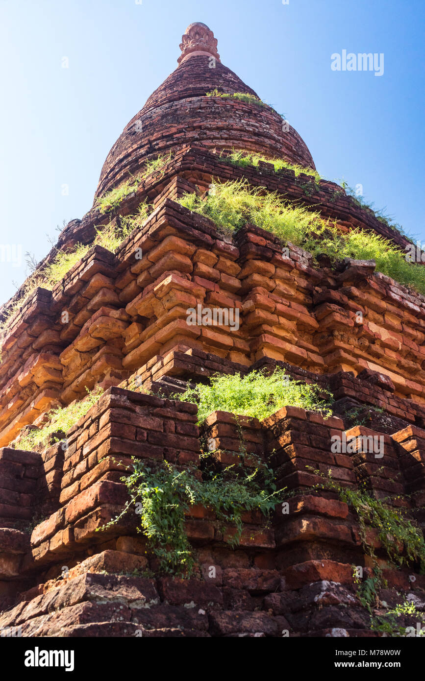 Bagan tempio invaso dalle erbacce ed erba di Bagan, Myanmar Foto Stock