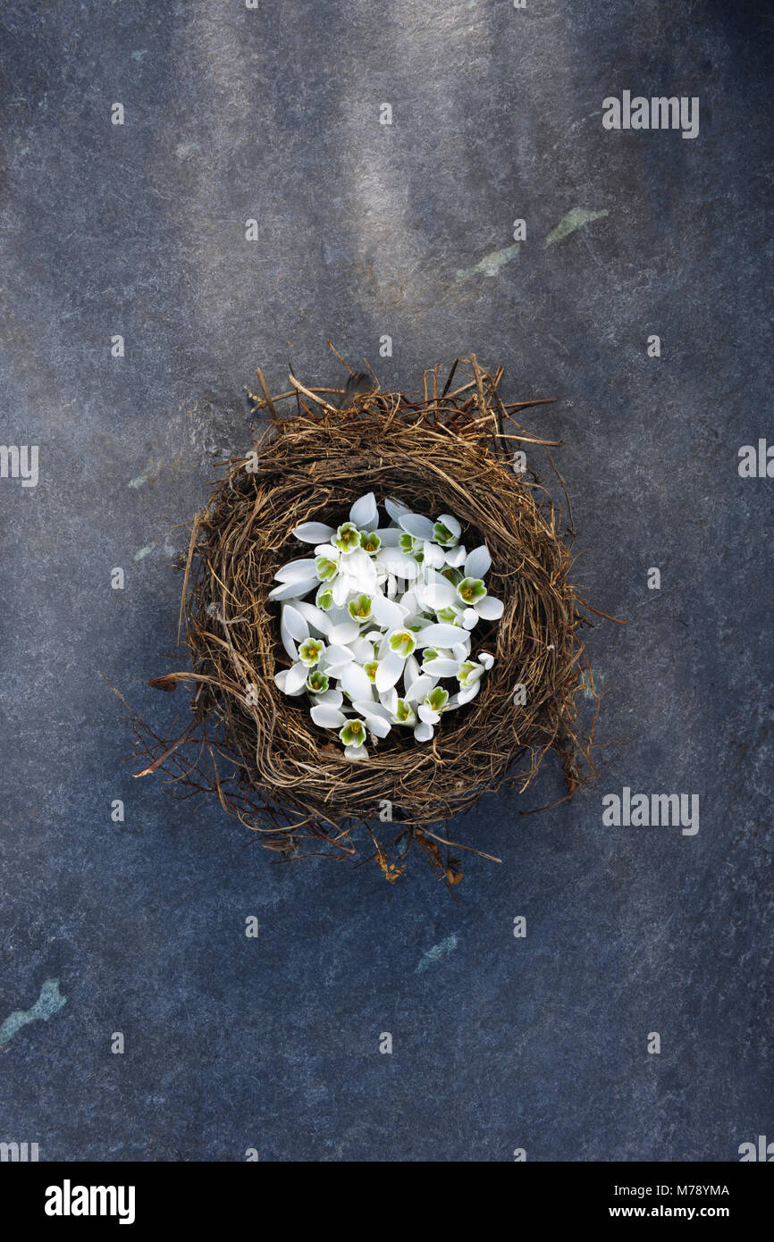 Il vecchio nido riempito con snowdrop fiori su sfondo di lastre di ardesia Foto Stock