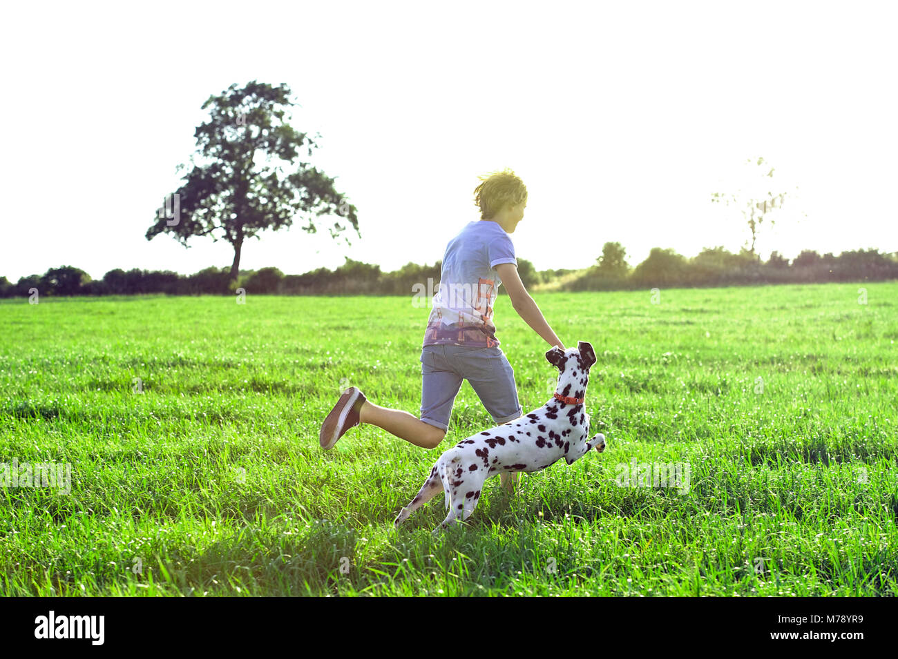 Un ragazzo corre attraverso un sole baciò campo con un cane dalmata cercando di tenere il passo. Foto Stock