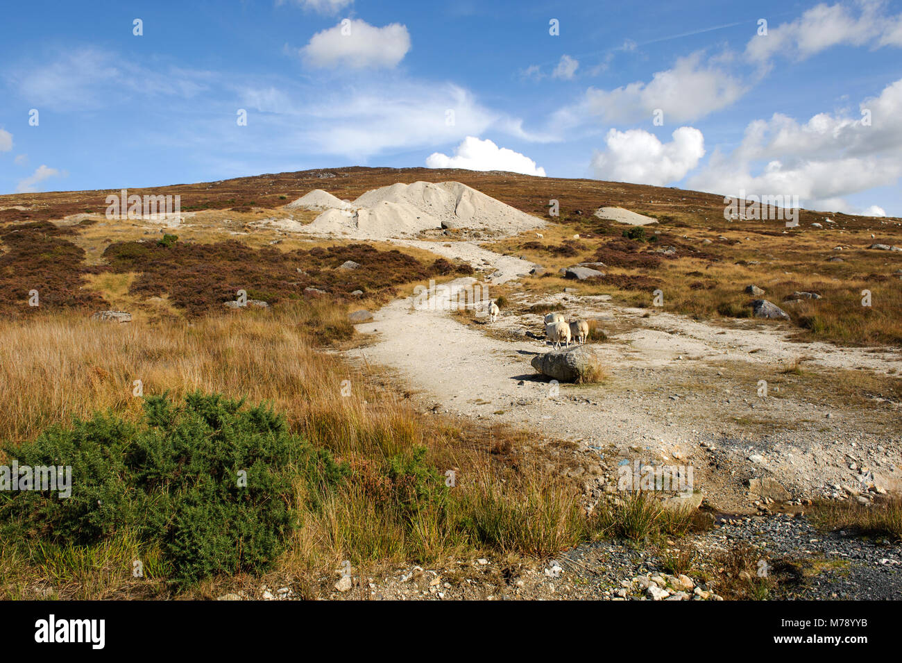 La bellissima campagna in Wicklow Mountains, Irlanda Foto Stock