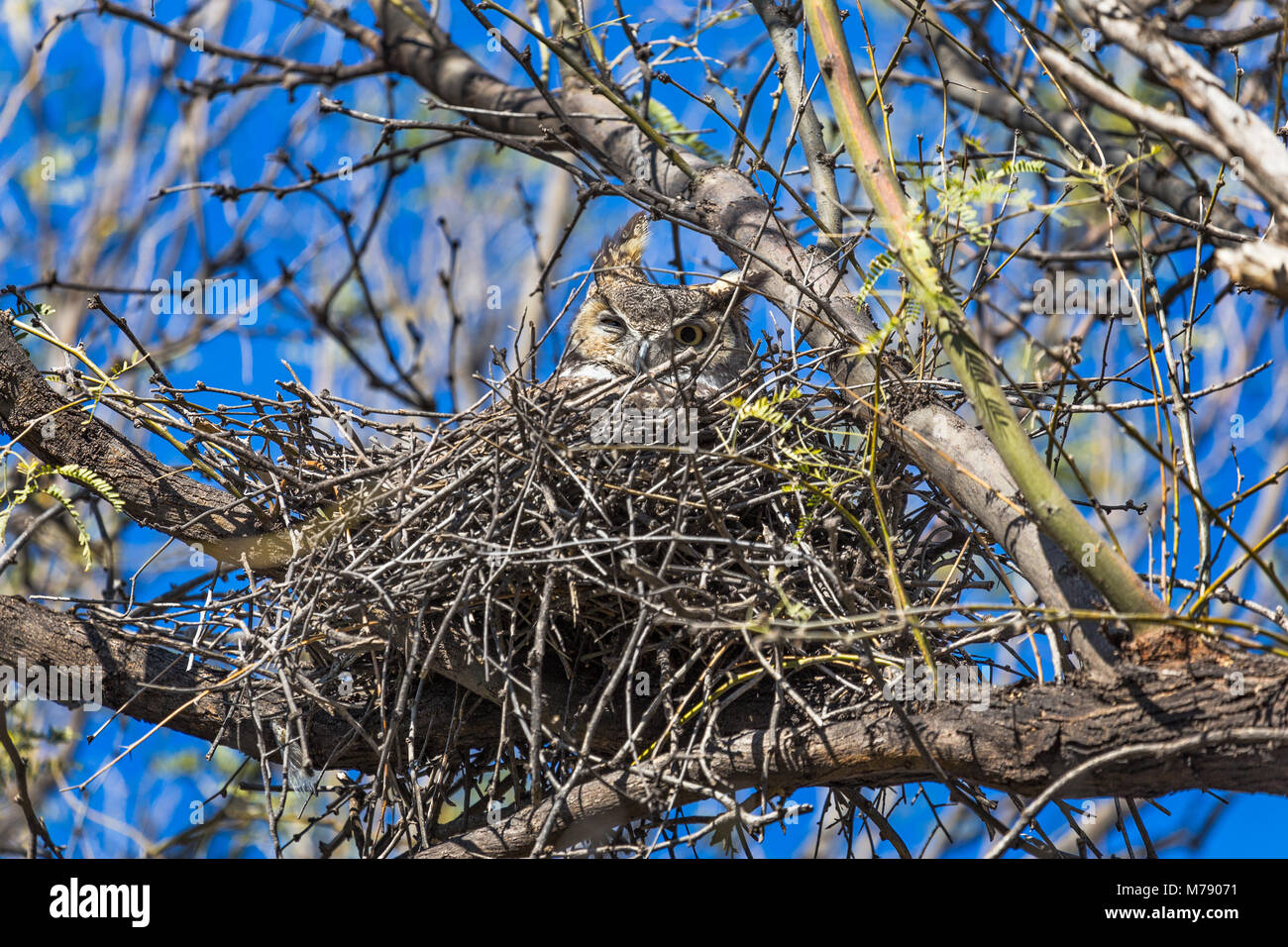Donna Great Horned Owl (Bubo virginianus) in un nido nel Catalina state Park, Tucson, Arizona Foto Stock