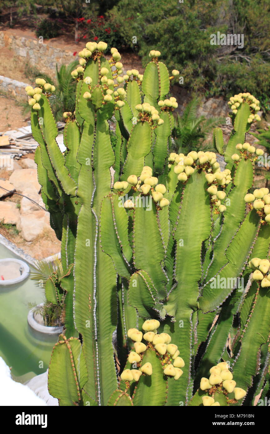 Isola delle Canarie di euforbia tree - Euphorbia canariensis Foto Stock