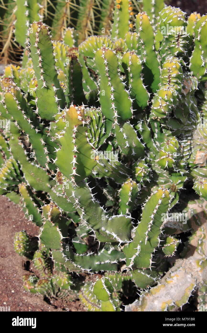Euphorbia Canariensis - Isola Canarie tipico cactus Foto Stock
