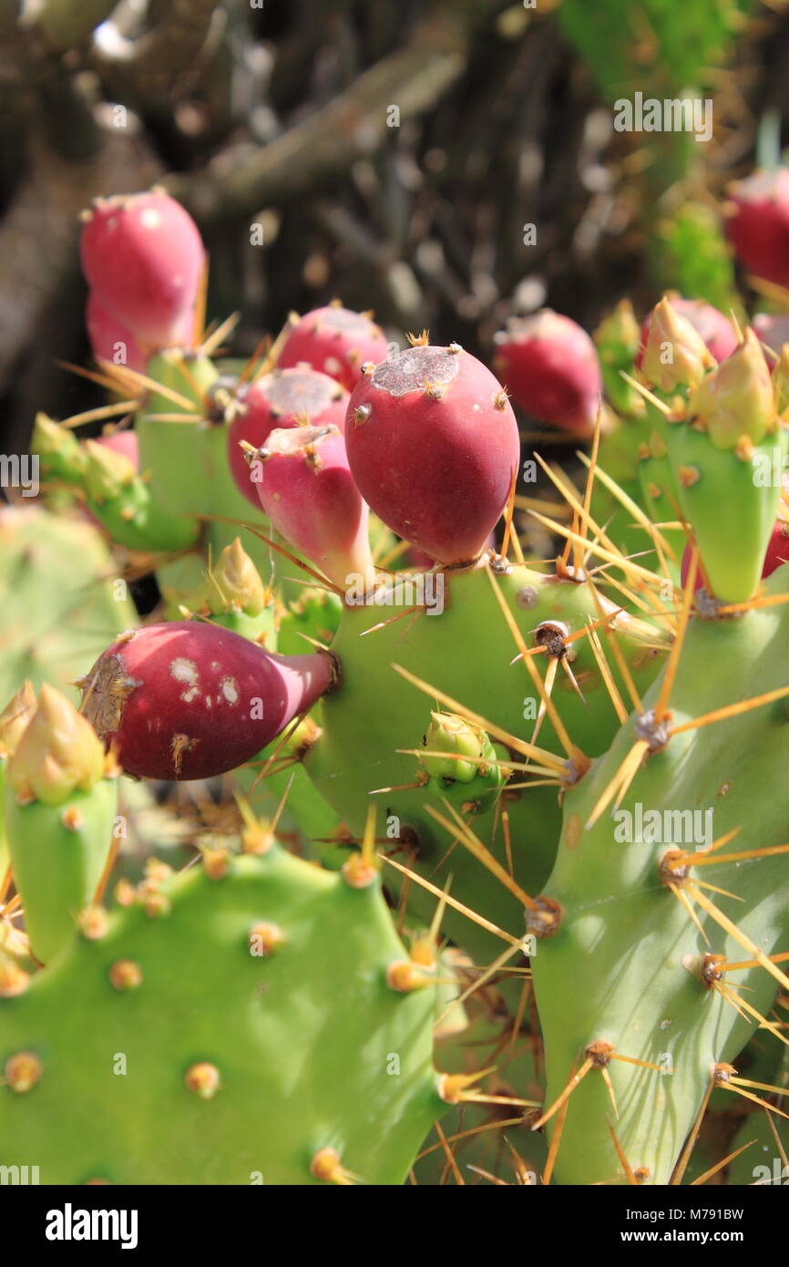 Rosa mature fichidindia Foto Stock