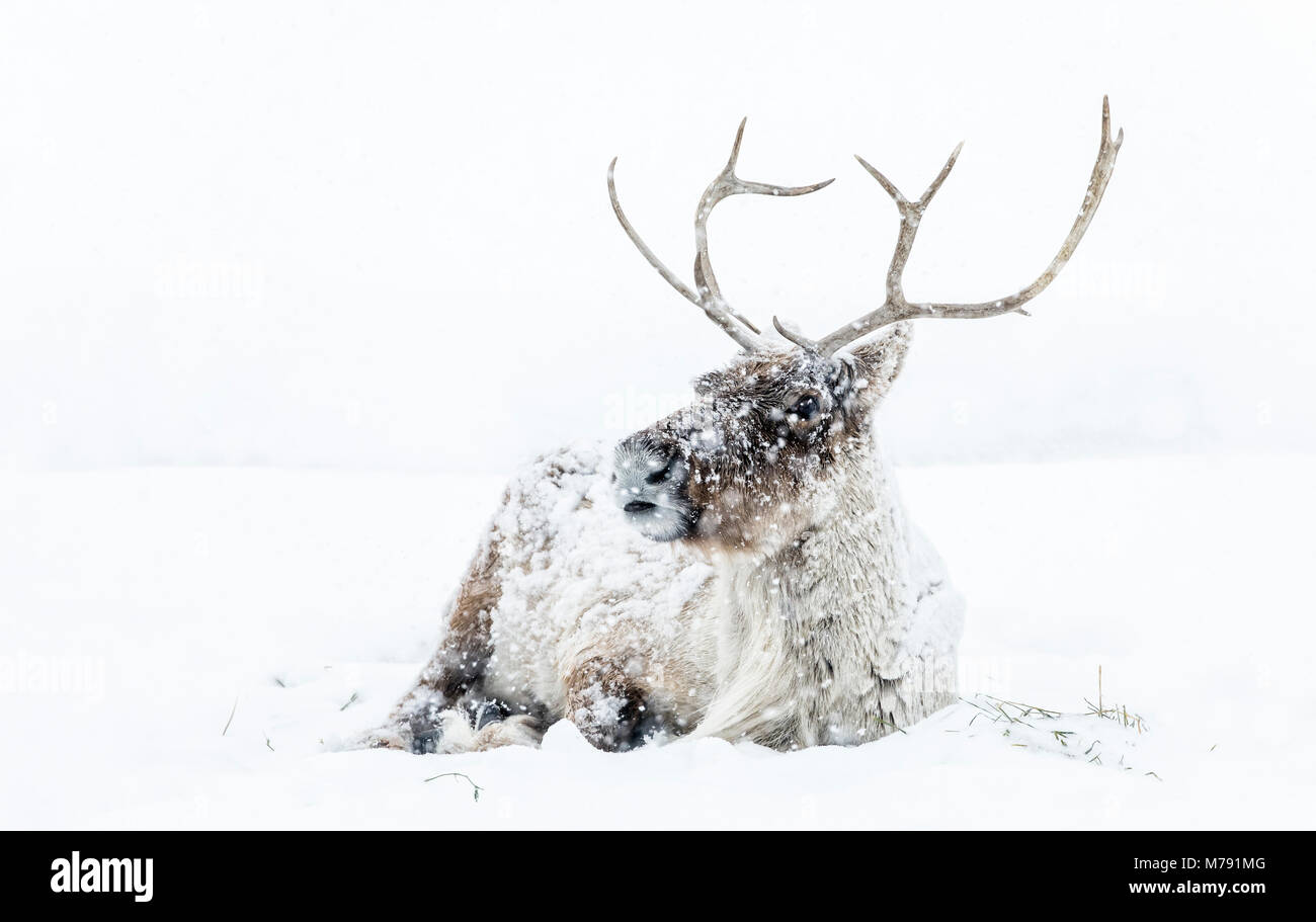 Boreale terreno boscoso dei caribù in una tempesta di neve, Rangifer tarandus, animali in cattività, Manitoba, Canada. Foto Stock