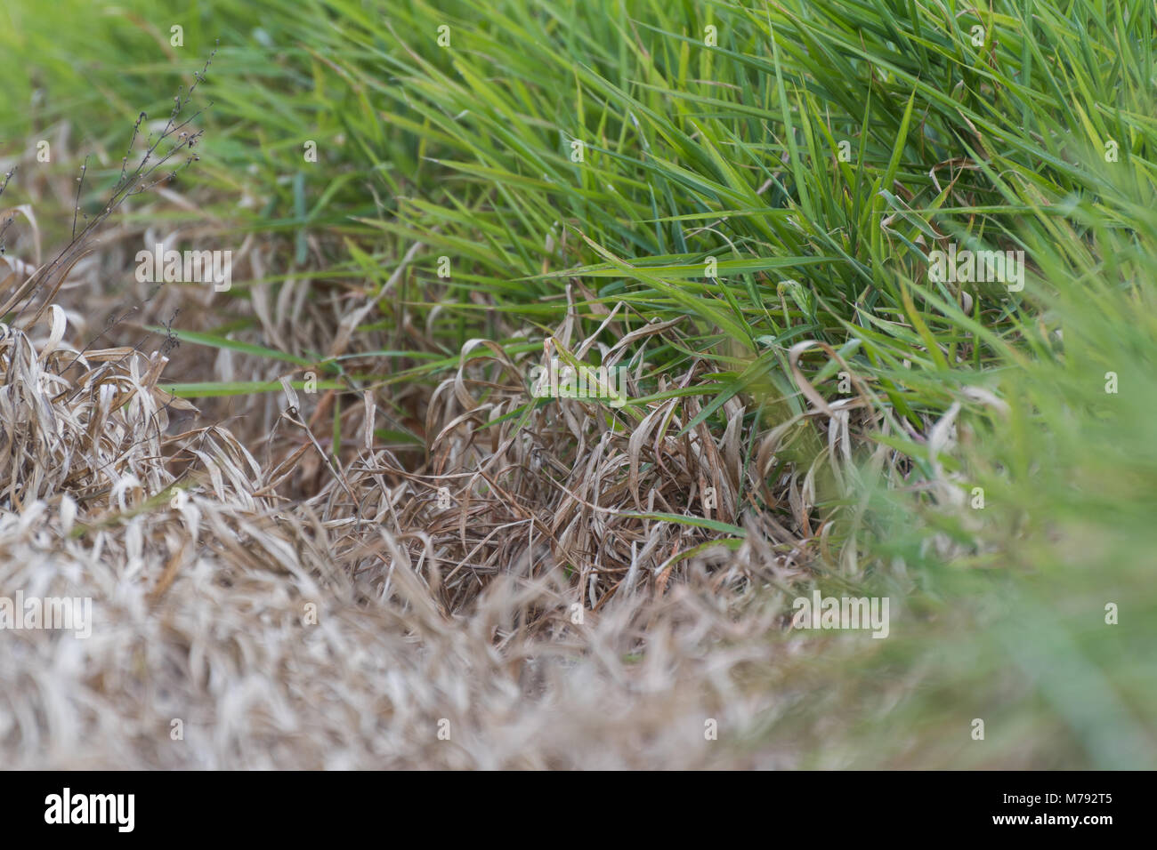 Interessante contrasto di colore marrone morti di erba bruciata viva versus lussureggiante verde erba su terreni agricoli. Solo d'erba. Orizzontale. Paesaggio. Abstract. Sfondo. Foto Stock