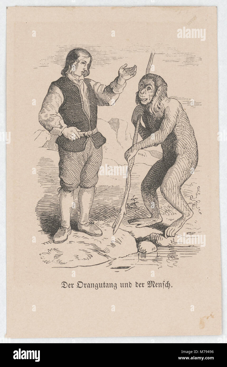 "The Orangutan and Man" è un'illustrazione tedesca che mostra le somiglianze e le differenze tra gli esseri umani e gli oranghi. Questa immagine riflette l'interesse scientifico e culturale nei primati. Foto Stock
