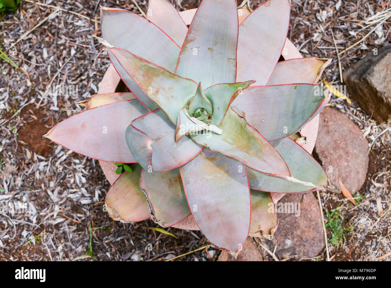 Un corallo aloe (Aloe striata) Foto Stock