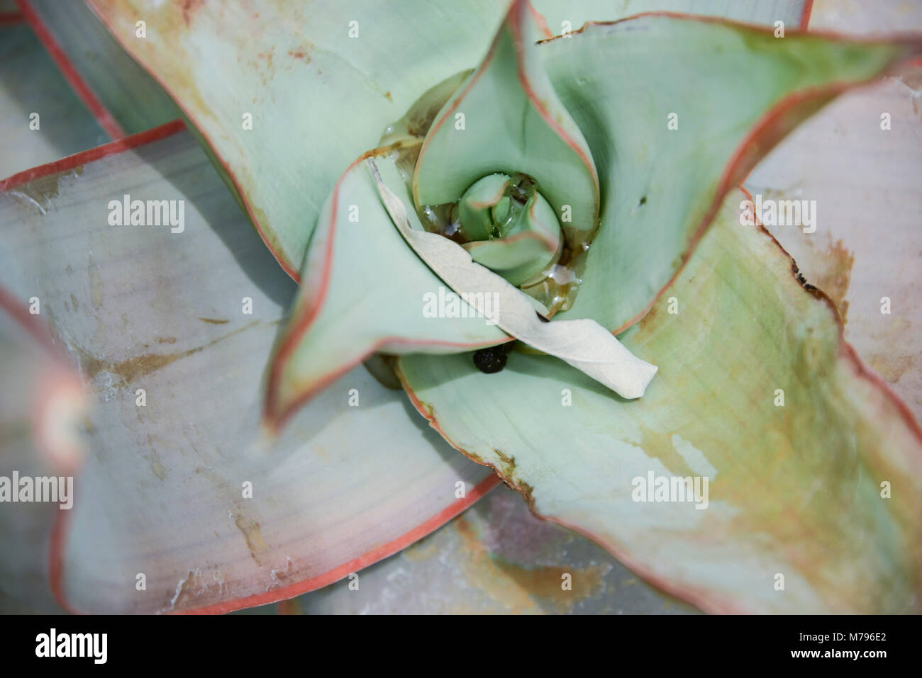 Un corallo aloe (Aloe striata) Foto Stock