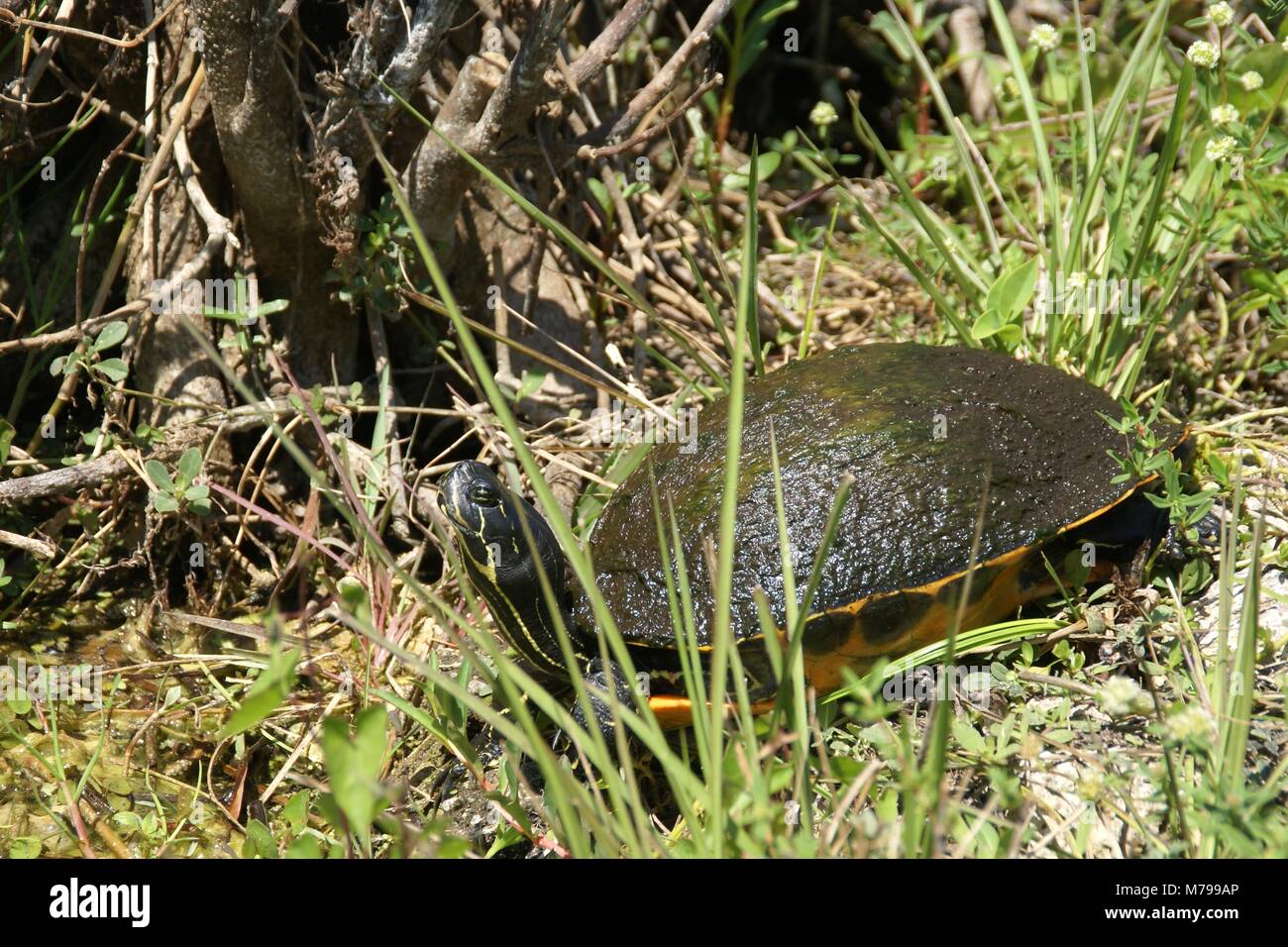 Florida rosso-cooter panciuto o Florida redbelly turtle in Florida Everglades US Foto Stock