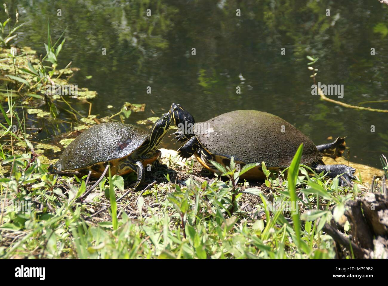 Florida rosso-cooter panciuto o Florida redbelly turtle in Florida Everglades US Foto Stock