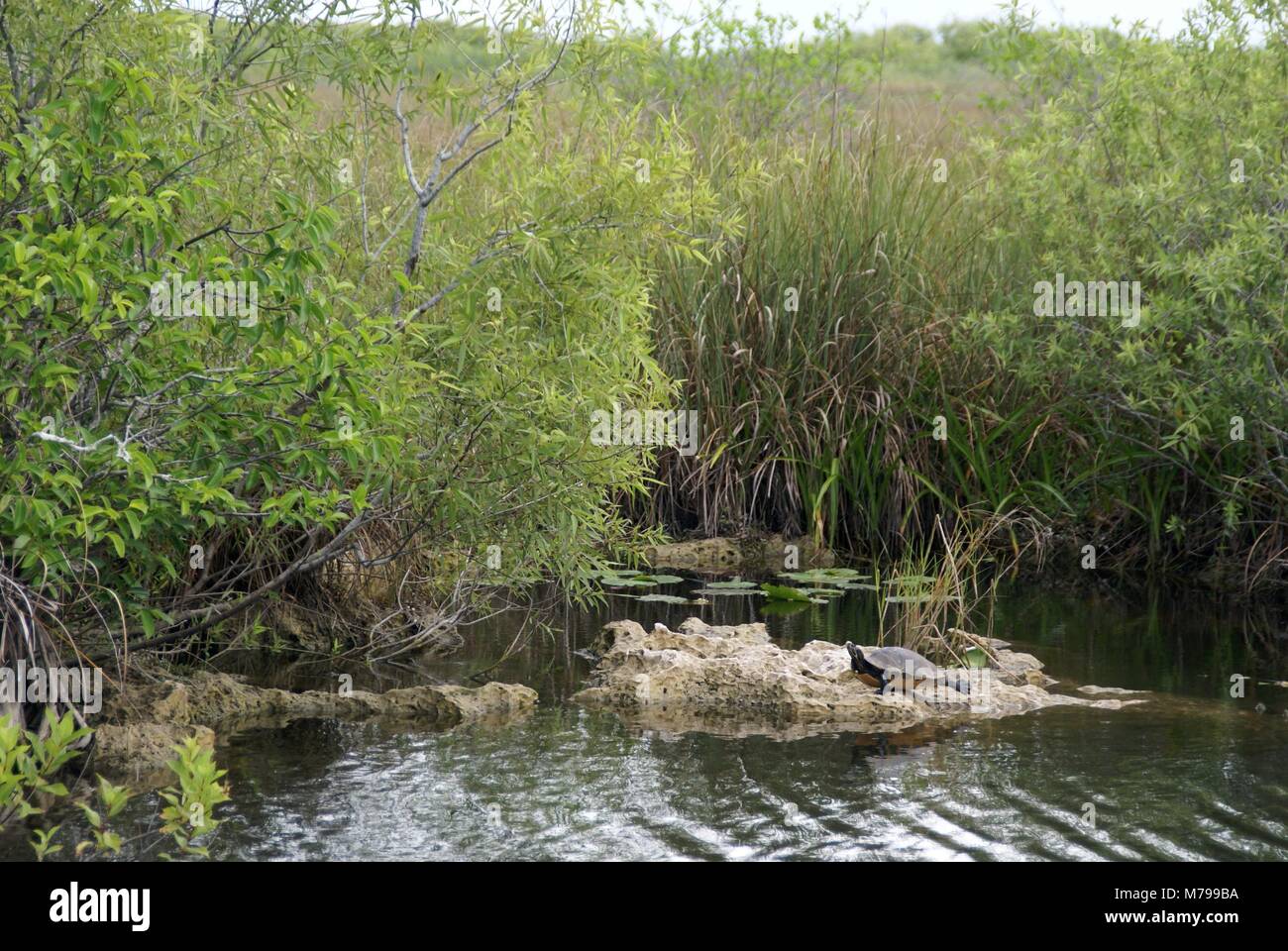 Florida rosso-cooter panciuto o Florida redbelly turtle in Florida Everglades US Foto Stock
