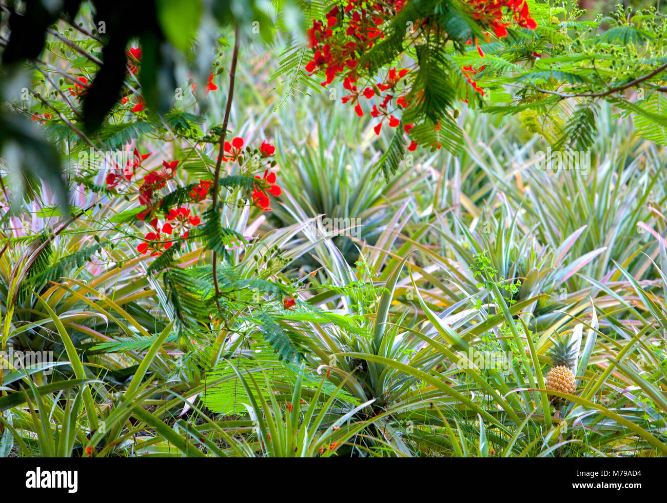 Un'immagine di ananas in crescita in wild su nelle isole Fiji. Little Red fiori appesi dal di sopra in primo piano. Foto Stock