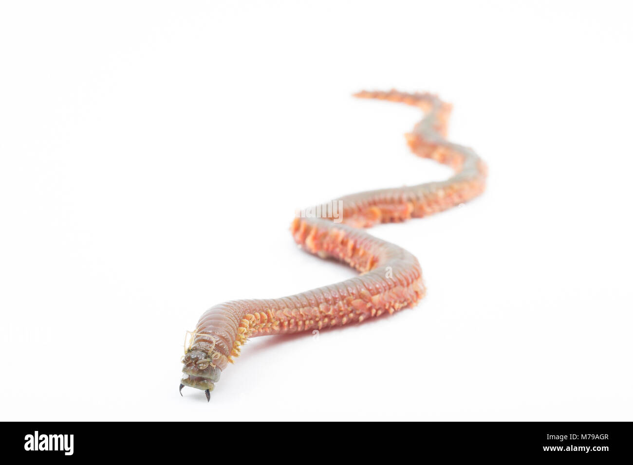 Re ragworm Attila virens, DORSET REGNO UNITO. Il re ragworm è un popolare esca per la pesca in mare. Il worm hanno forti pinze e può crescere oltre a piedi lungo Foto Stock