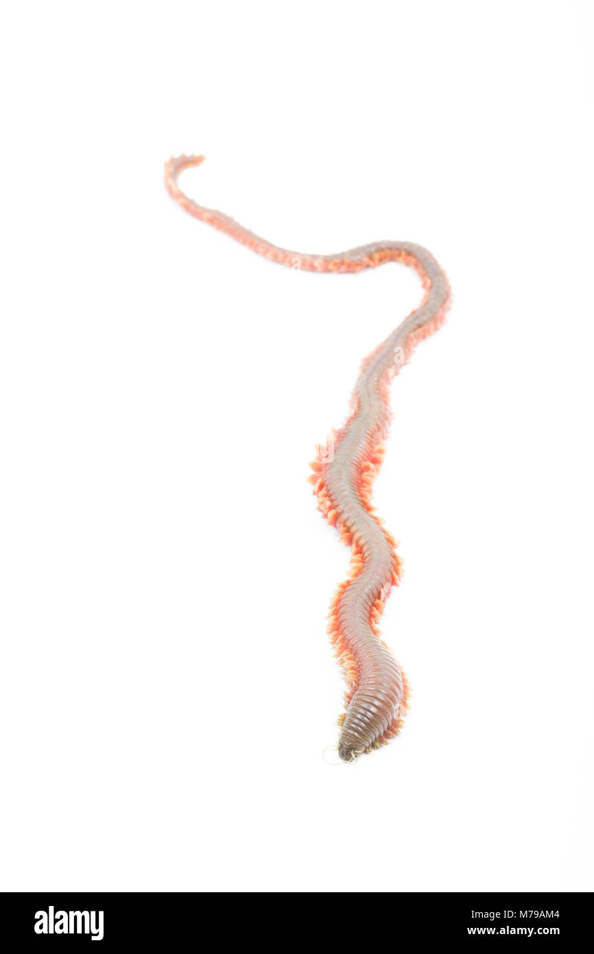 Re ragworm Attila virens, DORSET REGNO UNITO. Il re ragworm è un popolare esca per la pesca in mare. Il worm hanno forti pinze e può crescere oltre a piedi lungo Foto Stock
