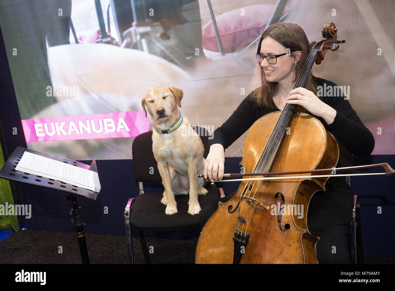 Un Labrador si siede accanto ad un violoncellista un orchestra come eseguire un pezzo di musica destinata a calmare i canini durante il secondo giorno di Crufts 2018 al NEC di Birmingham. Foto Stock