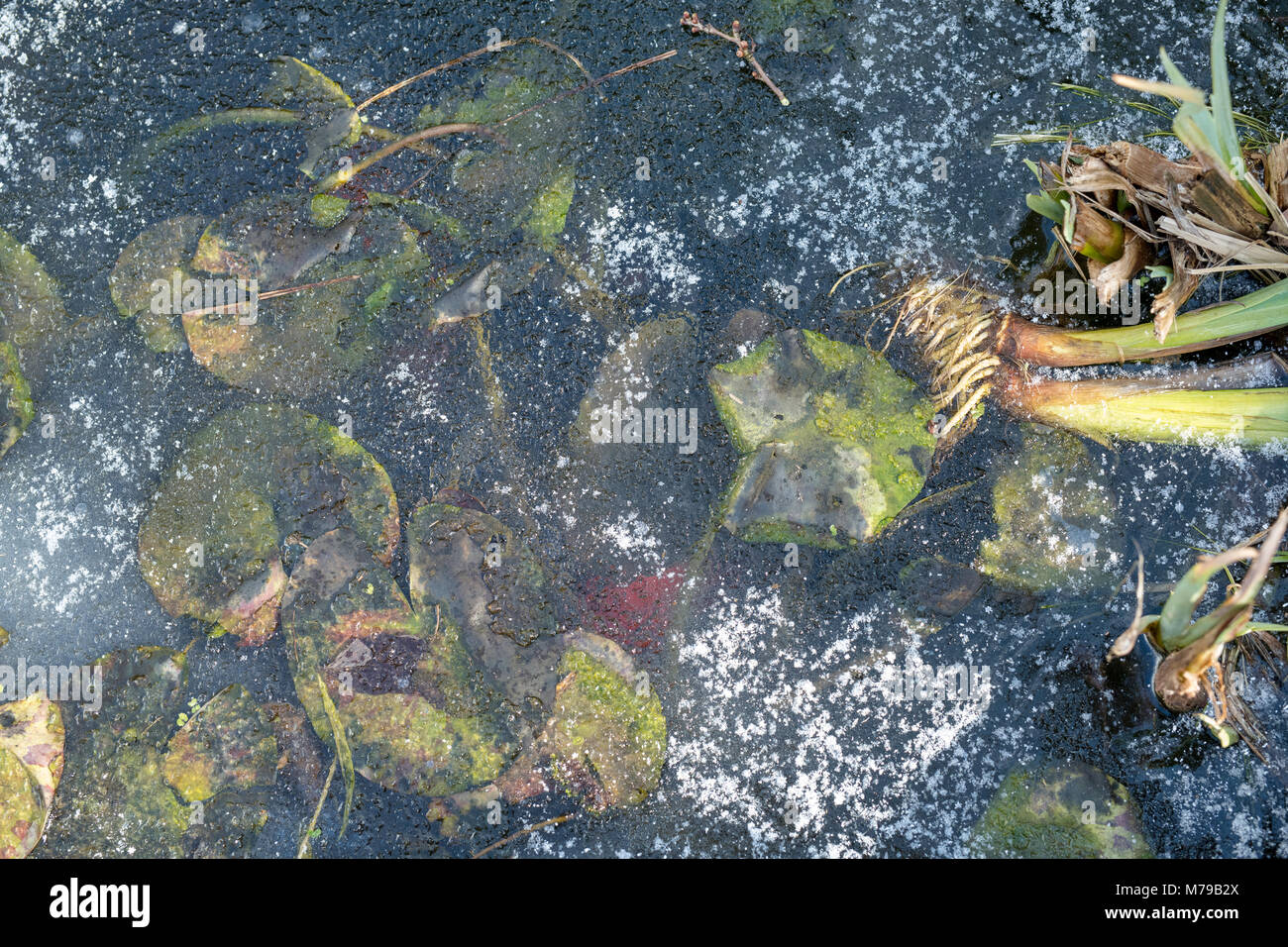 Congelati del laghetto in giardino d'inverno. Acqua congelata e ninfee abstract dal di sopra. Regno Unito Foto Stock