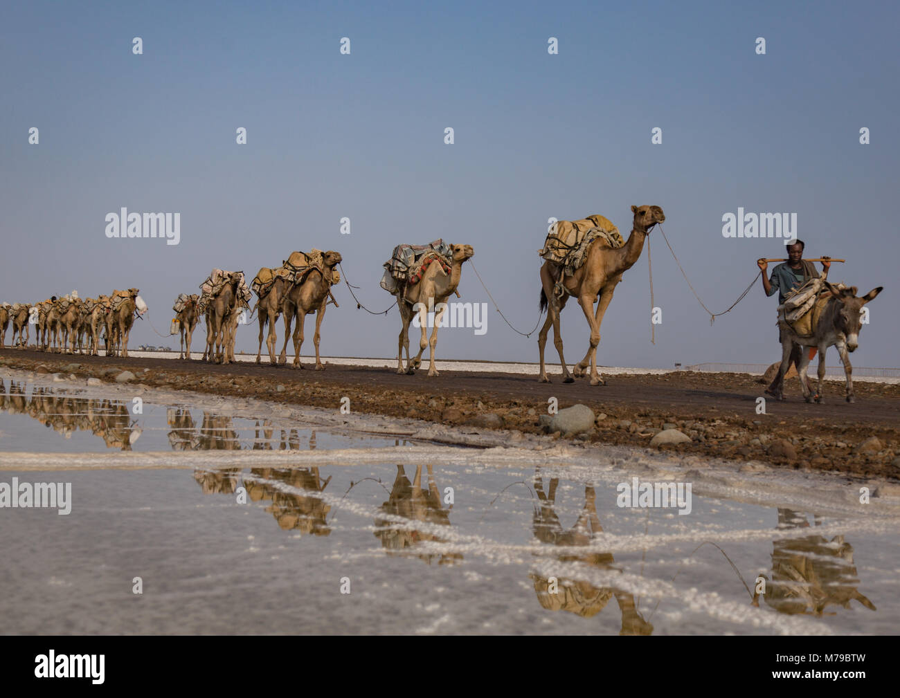 Carovane di cammelli che trasportano blocchi di sale nella depressione di Danakil, regione di Afar, Dallol, Etiopia Foto Stock