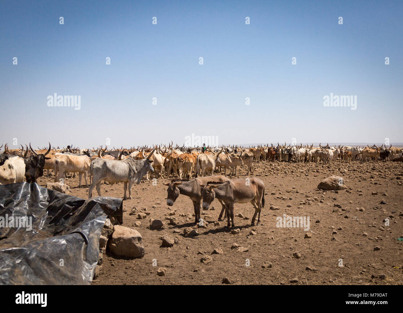 Popolo somalo raccolta di acqua in un serbatoio nel deserto, regione di Afar, Yangudi rassa national park, Etiopia Foto Stock