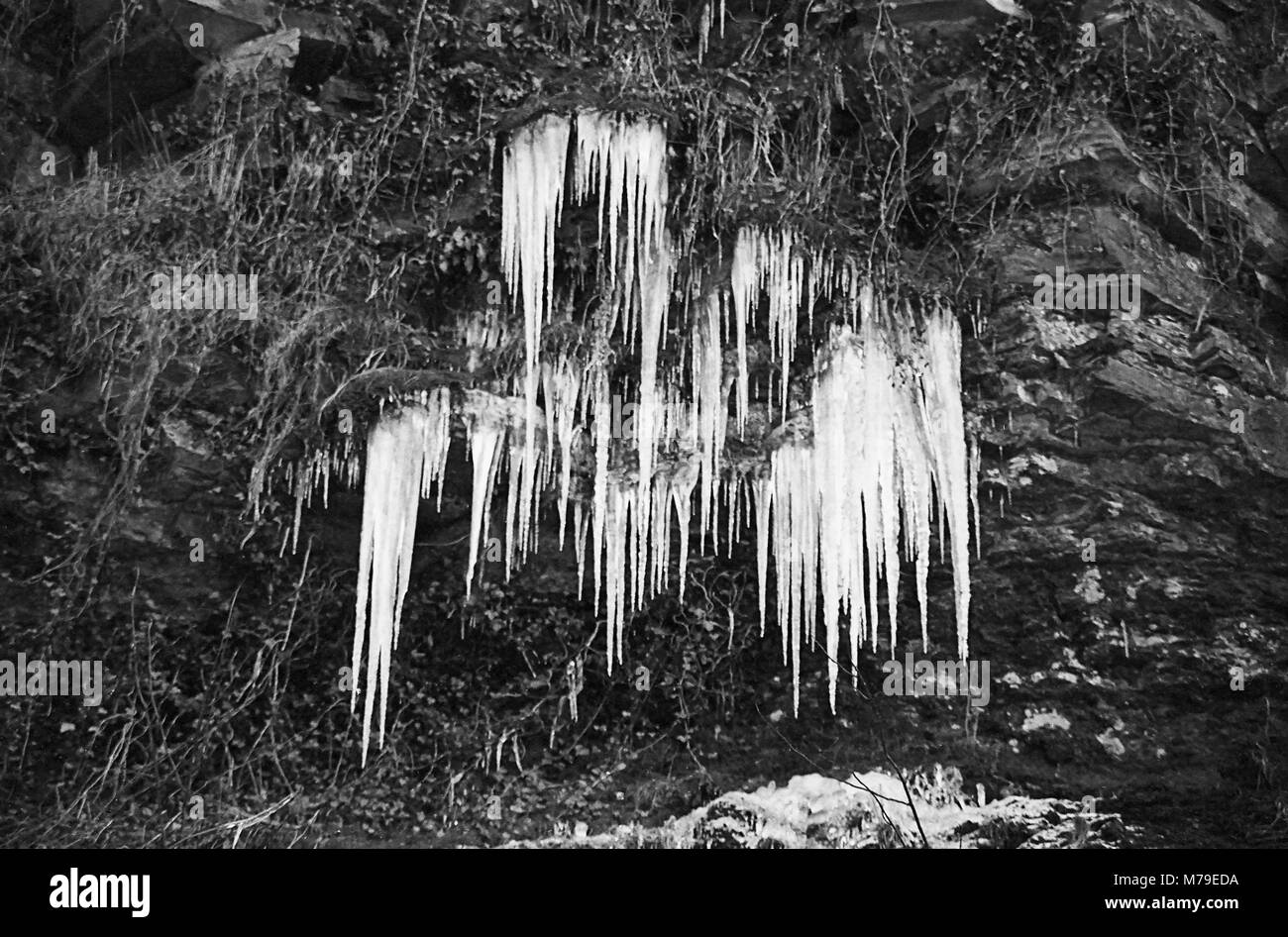 Ghiaccioli pendono dalle rocce vicino Pecca cade, Fiume Twiss, Yorkshire Dales, Inghilterra, su un gelido inverno del giorno. Film in bianco e nero fotografia Foto Stock