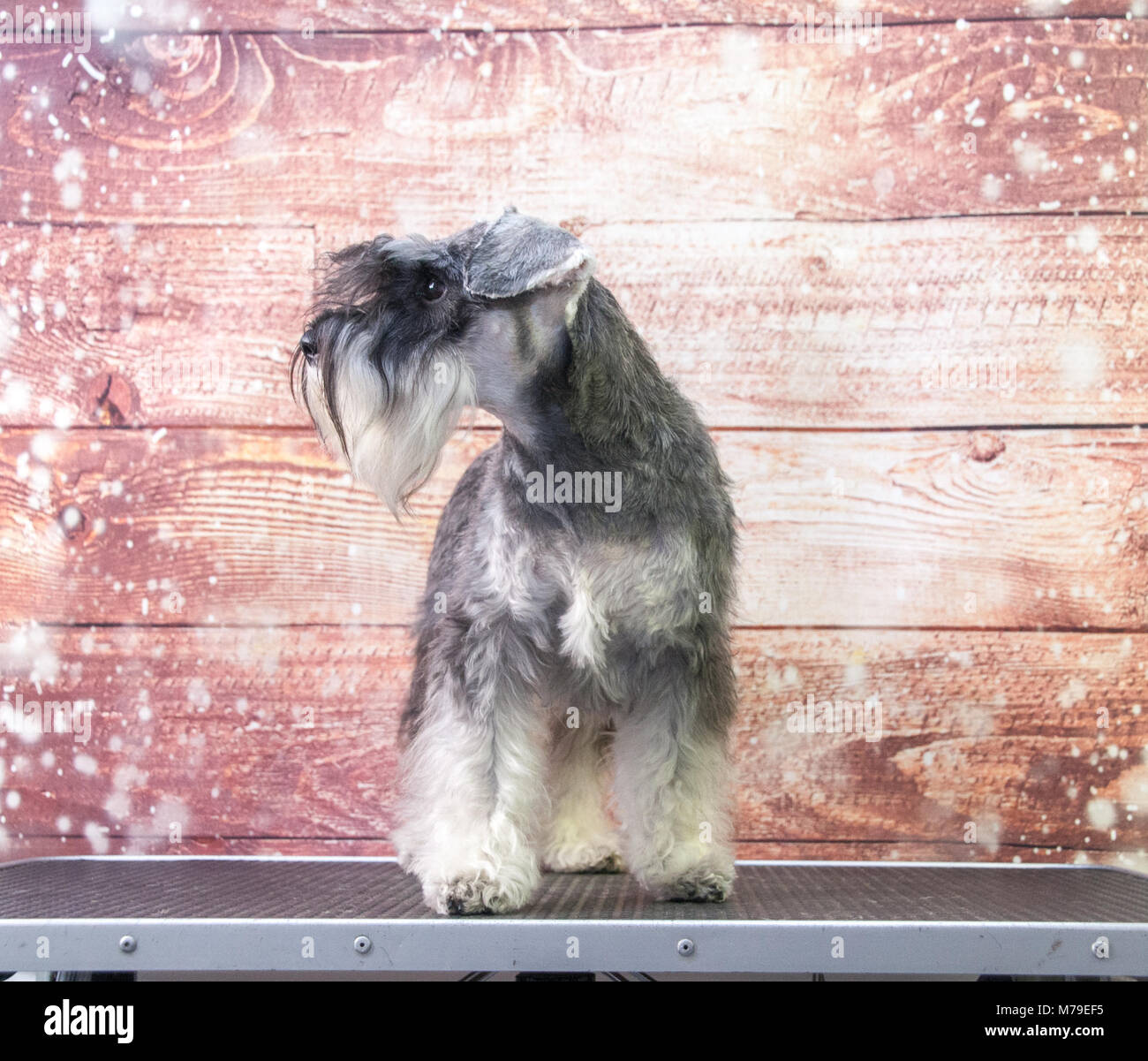 Schnauzer cane ritratto Foto Stock