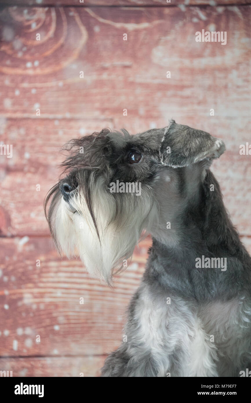 Schnauzer cane ritratto Foto Stock