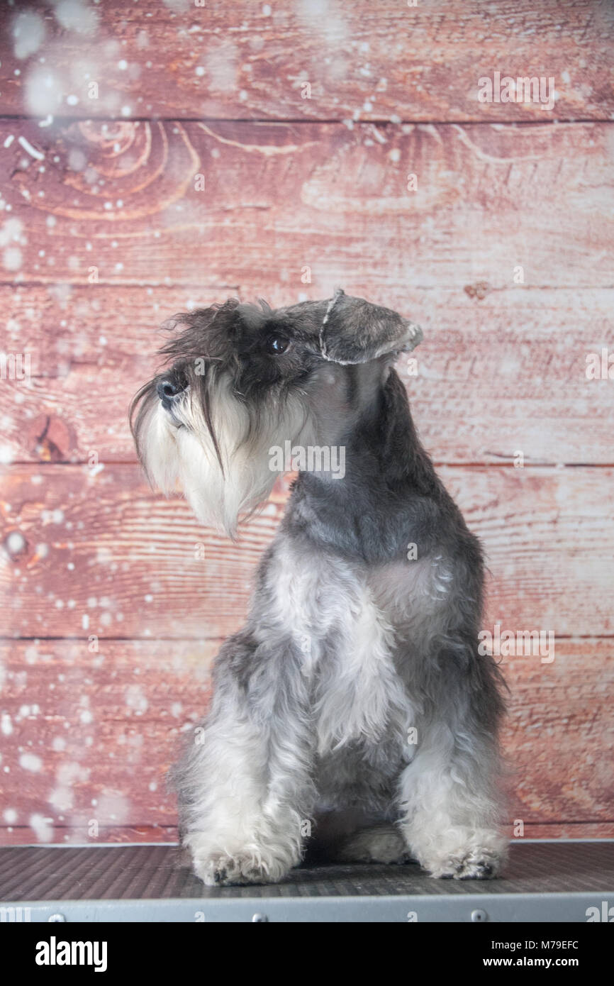 Schnauzer cane ritratto Foto Stock