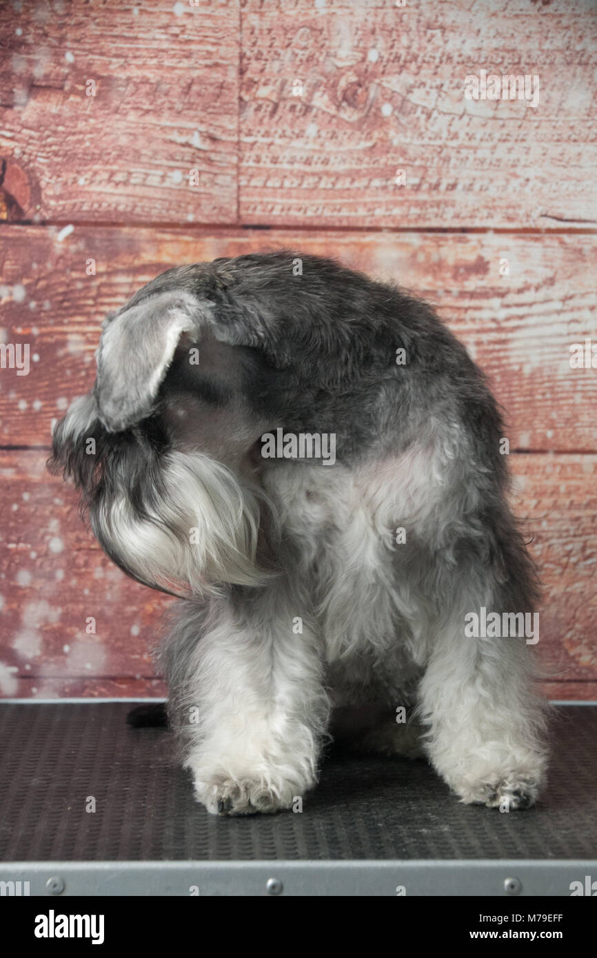 Schnauzer cane ritratto Foto Stock