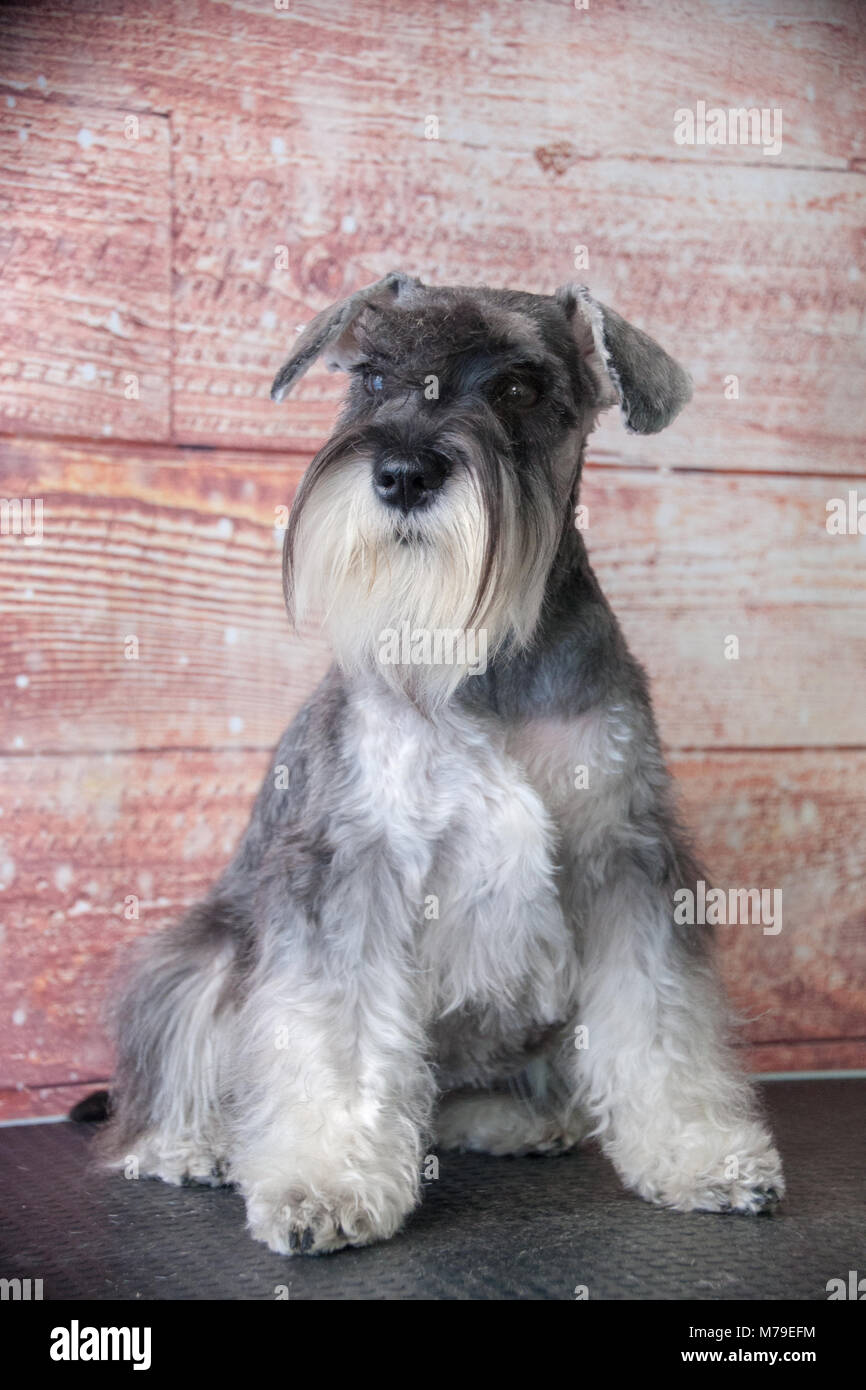 Schnauzer cane ritratto Foto Stock