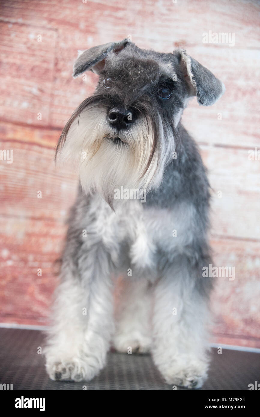 Schnauzer cane ritratto Foto Stock