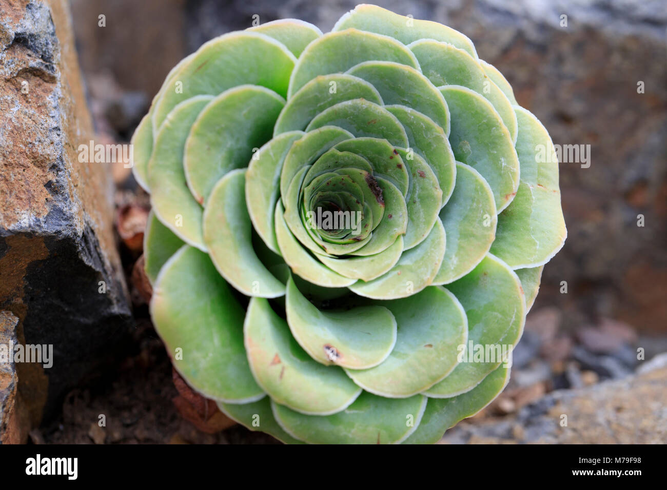 Aeonium aureum, una specie di pianta flowering. Foto Stock